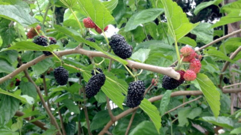  Mulberry fruit