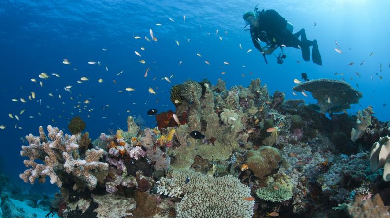 coral reef coral reef