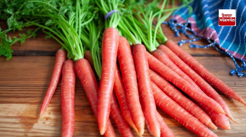 Carrots beneficial for health in winter latest news in punjabi Carrots beneficial for health in winter latest news in punjabi
