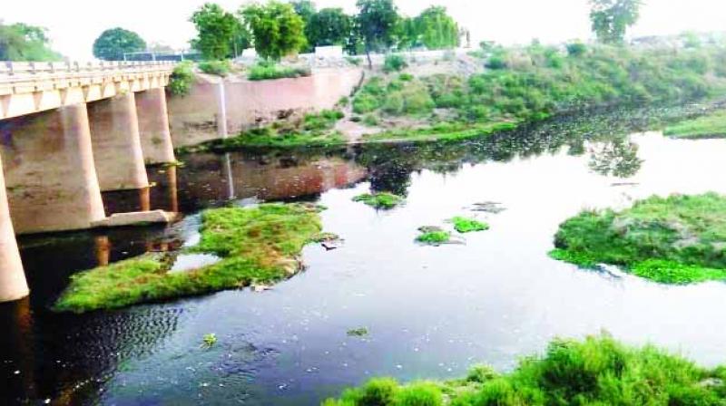 Polluted water of Ghaggar