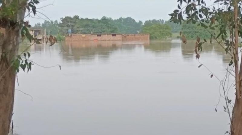 Flood alert in Dinanagar after release of water from Pong Dam Flood alert in Dinanagar after release of water from Pong Dam