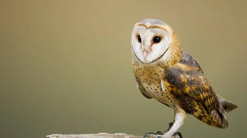Owls eagles and hawks returns in residential colonies of delhi