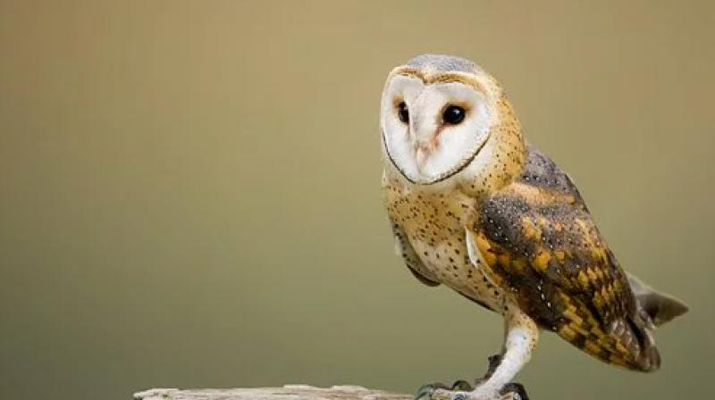 Owls eagles and hawks returns in residential colonies of delhi Owls eagles and hawks returns in residential colonies of delhi