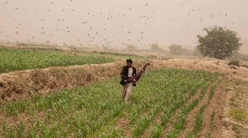 Punjab pesticide sprayed across Fencing