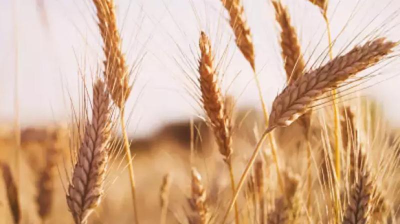 This time the possibility of record yield of wheat