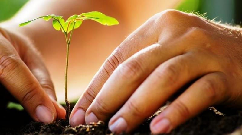 Forest Minister calls upon NGOs to cooperate in planting saplings Forest Minister calls upon NGOs to cooperate in planting saplings