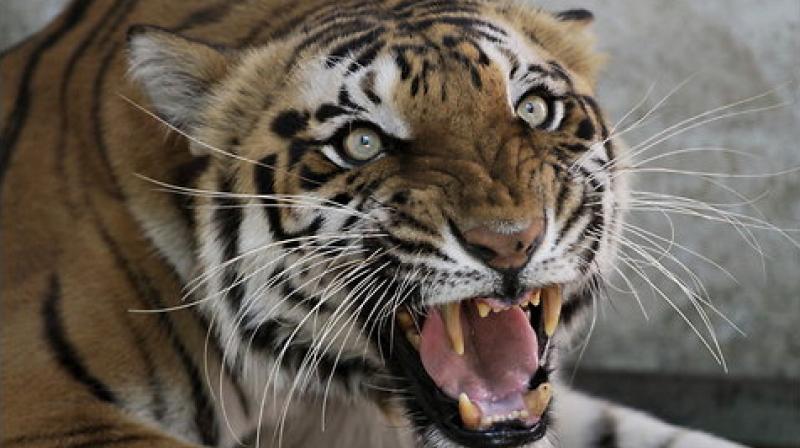 Tigress Tigress