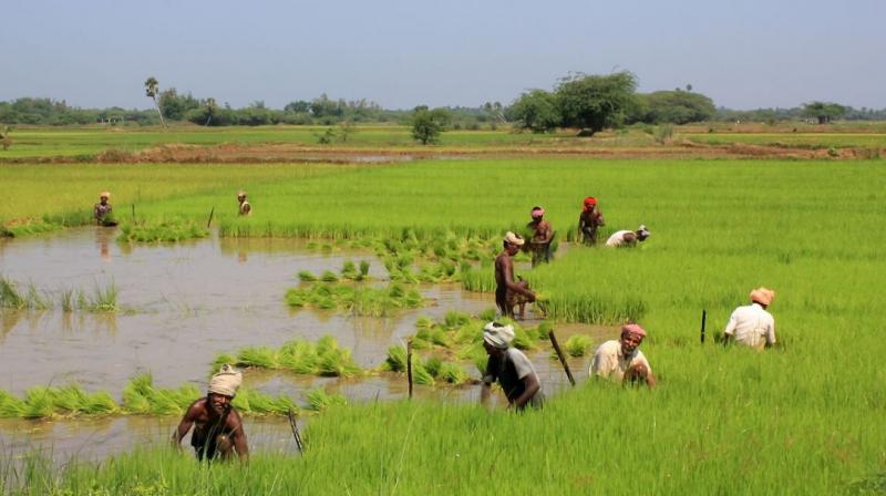 Farmer Farmer