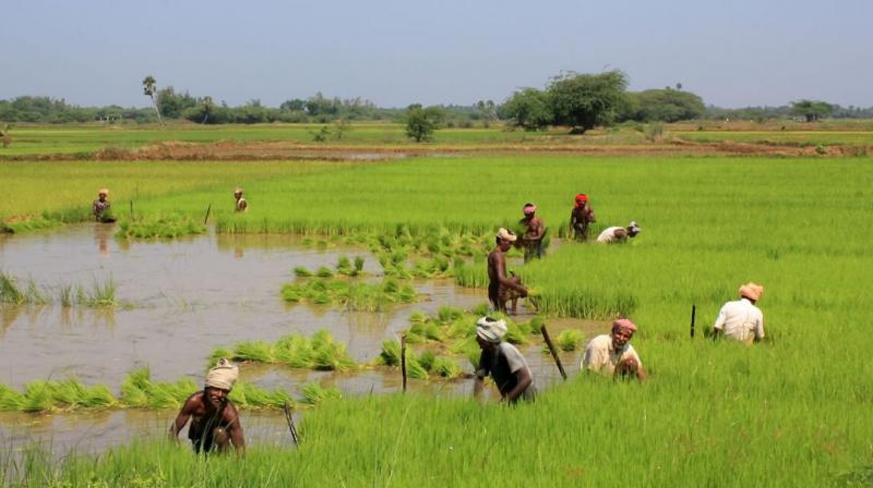 Farmer 