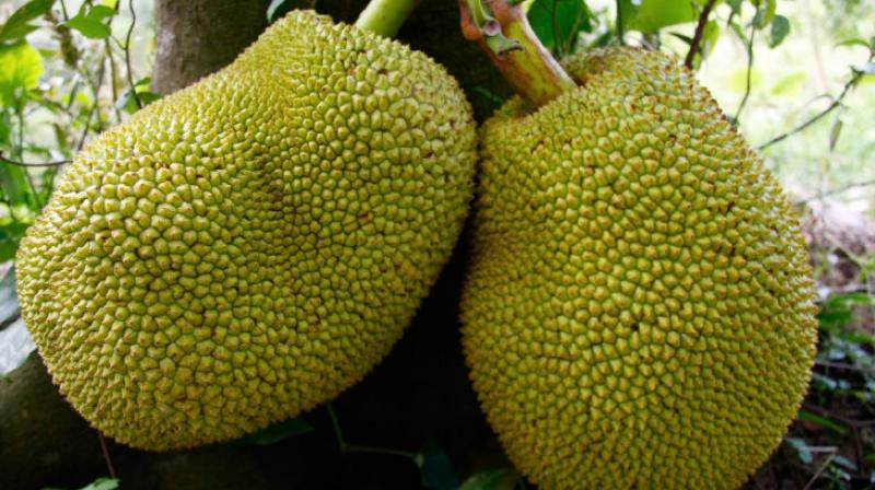  The benefits of eating jackfruit