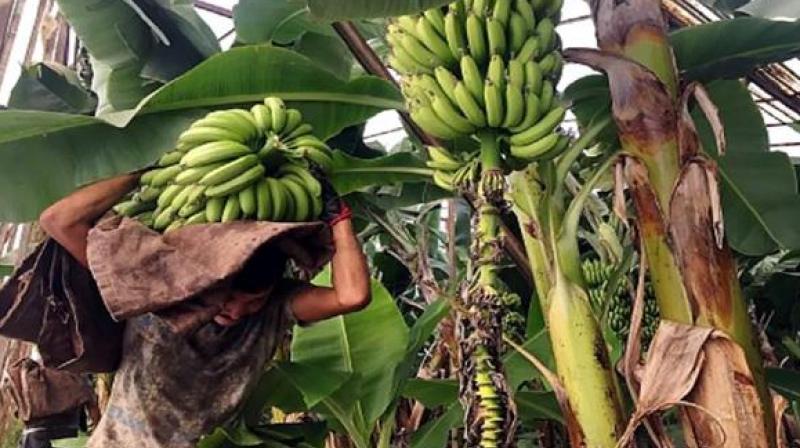 70 kg of bananas fell on the head of the laborer