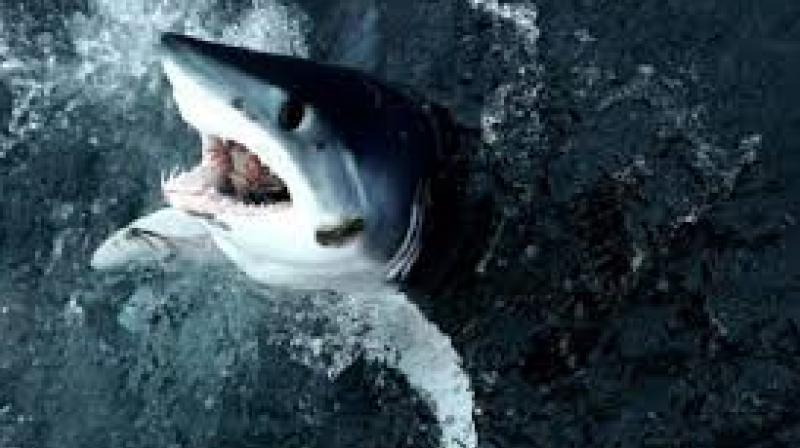 Eaten by Shark