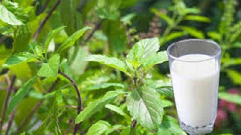 Tulsi and Milk Tulsi and Milk