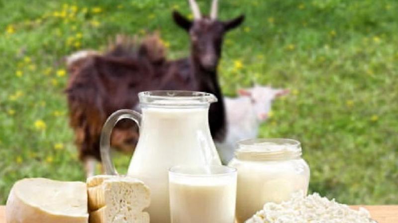 Goat Milk Goat Milk