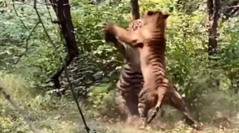 Two Ranthambore Tigers Fight Video Viral On Social Media Two Ranthambore Tigers Fight Video Viral On Social Media