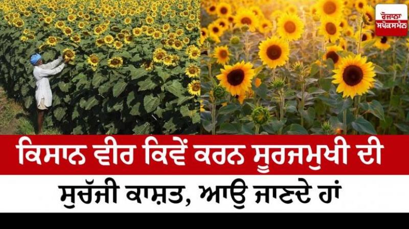 How farmers can cultivate sunflower properly Farming News How farmers can cultivate sunflower properly Farming News