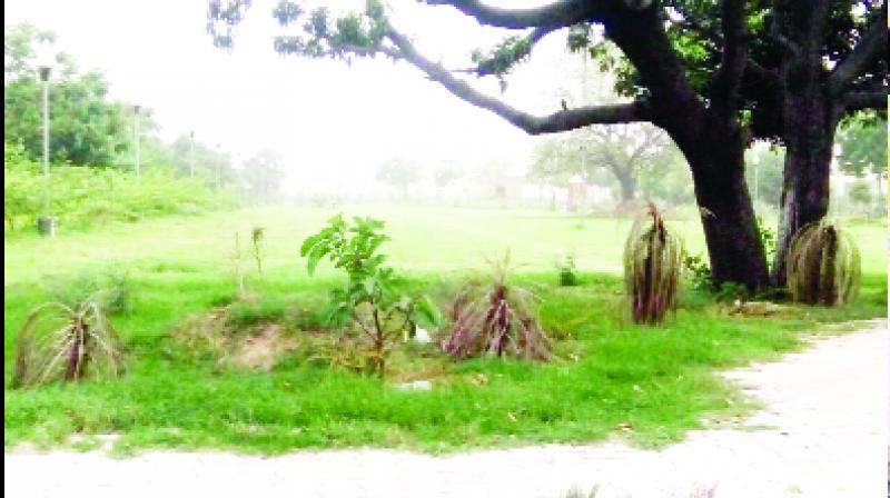 Plants ended in Due to Lack of Maintenence Plants ended in Due to Lack of Maintenence