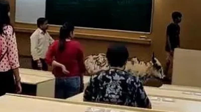 IIT bombay campus fear of animals cow leopard bull? IIT bombay campus fear of animals cow leopard bull?
