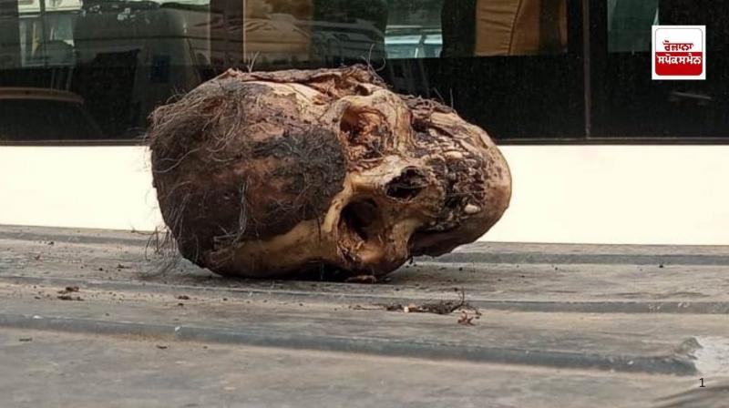 Amritsar News: human skull found at taxi stand near Durgiana Temple Amritsar News: human skull found at taxi stand near Durgiana Temple