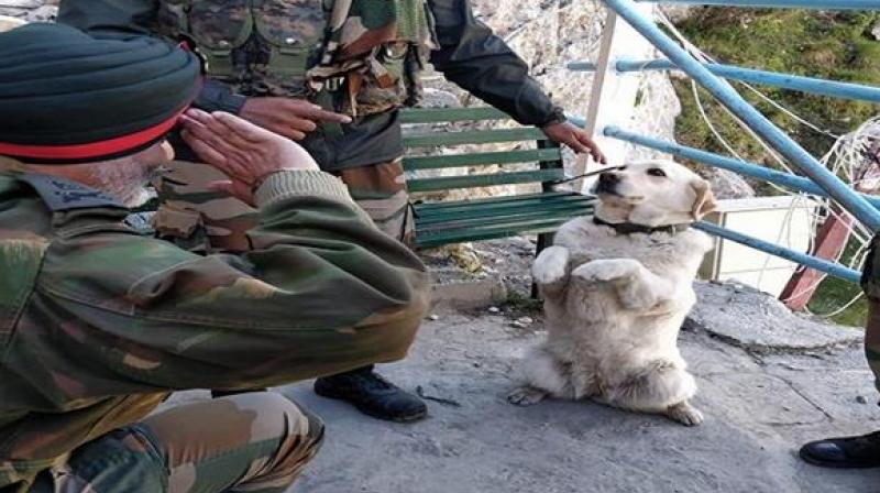 Dog Menaka Saluting Top Army Commander KJS Dhillon Dog Menaka Saluting Top Army Commander KJS Dhillon