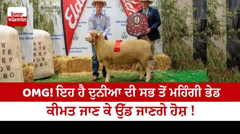 OMG! This is the most expensive sheep in the world OMG! This is the most expensive sheep in the world