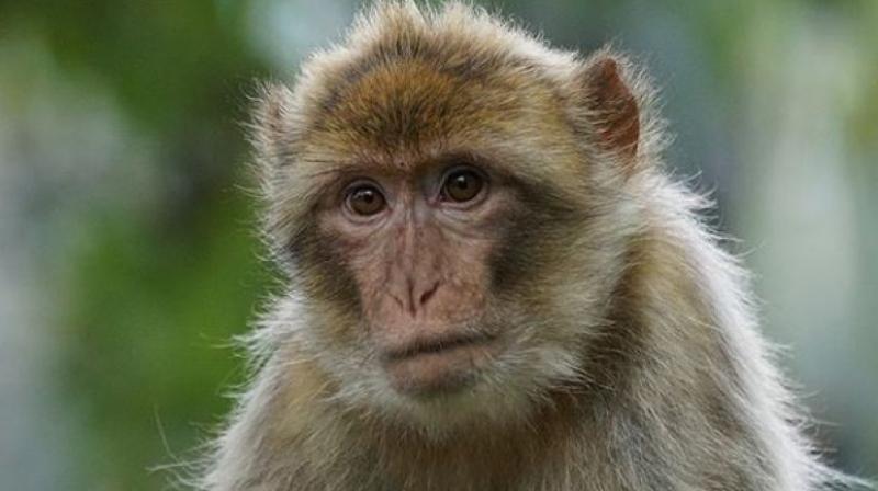 Monkey Monkey