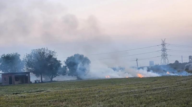 Faridkot Stubble burning Faridkot Stubble burning