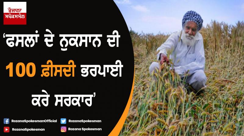 Wheat crop damaged by strong winds and rains Wheat crop damaged by strong winds and rains