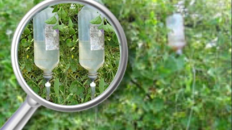 Farmer Build Drip Irrigation System Using Waste Glucose Bottles