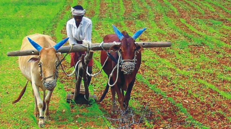 Indian farmers Indian farmers