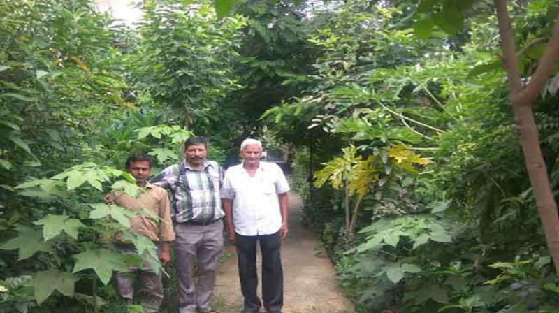 The Group and the greenery