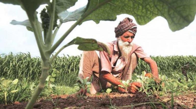 Farmer Farmer