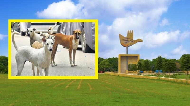 Chandigarh stray animal accident compensation committee Chandigarh stray animal accident compensation committee