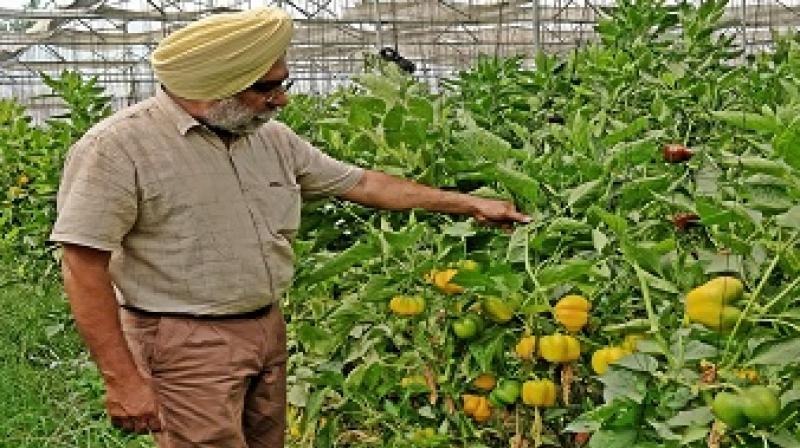 Successful Farmer Harbinder Singh