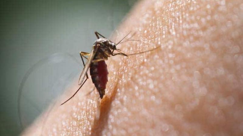 Center state and local bodies together to fight against mosquitoes in delhi