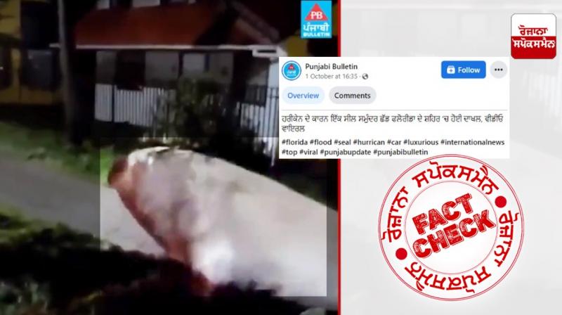 Fact Check Old video of elephant seal seen in Chile shared as recent linked with Florida storm Fact Check Old video of elephant seal seen in Chile shared as recent linked with Florida storm