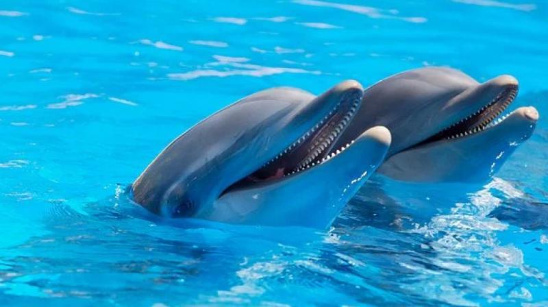 Ganges River Dolphins spotted in Meerut Internet is in love with viral video Ganges River Dolphins spotted in Meerut Internet is in love with viral video
