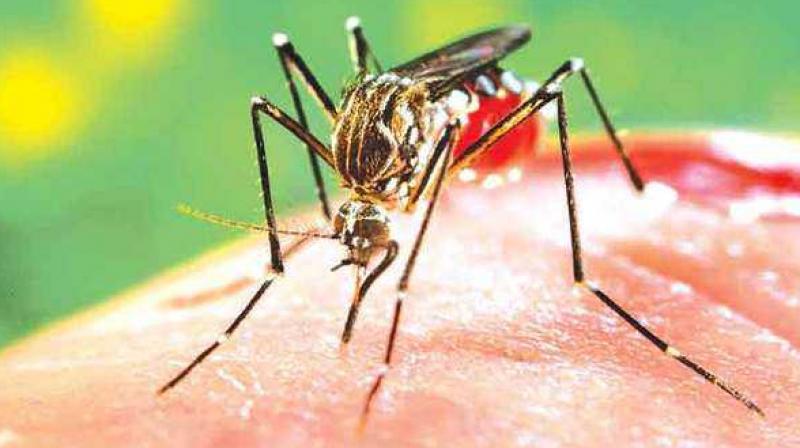 Dengue Dengue