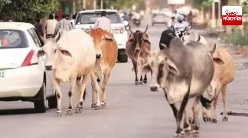 Stray cattle case to be heard again in Delhi-NCR Stray cattle case to be heard again in Delhi-NCR