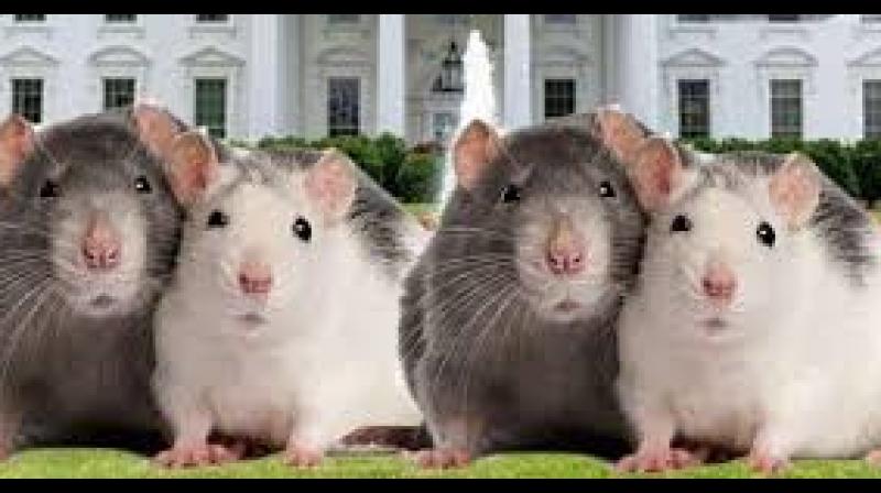Mouse in white house