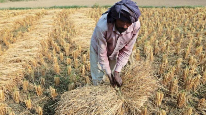 5 Rs.Capsule Will Solve Stubble Burning Problem 5 Rs.Capsule Will Solve Stubble Burning Problem