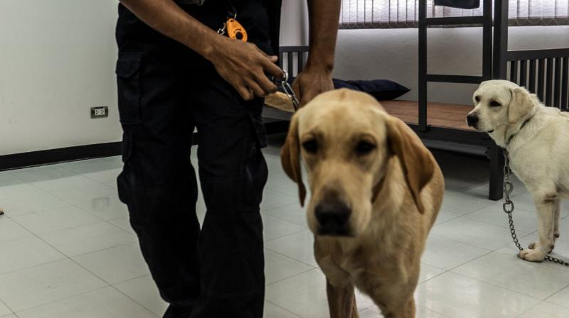 Punjab police orders staff to move out pet dogs kept without permission in govt accommodations Punjab police orders staff to move out pet dogs kept without permission in govt accommodations