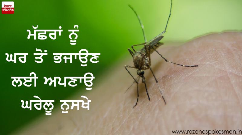 Mosquitoes Mosquitoes
