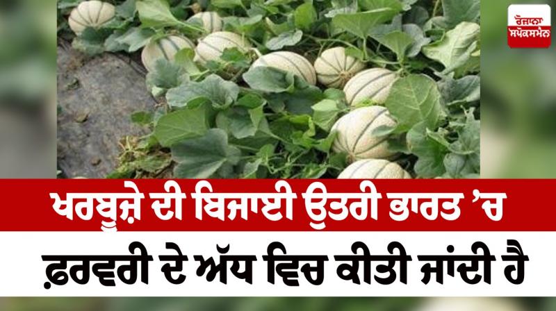 Watermelon is sown in mid-February in North India Farming News in punjabi 