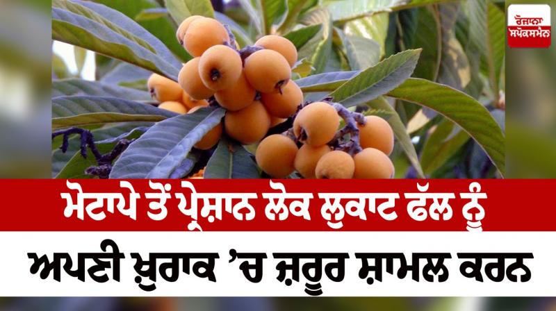 People suffering from obesity must include lukat fruit in their diet Health News in punjabi 