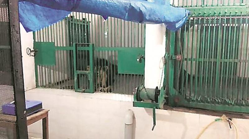One of the lions behind the attack at Chhatbir Zoo One of the lions behind the attack at Chhatbir Zoo