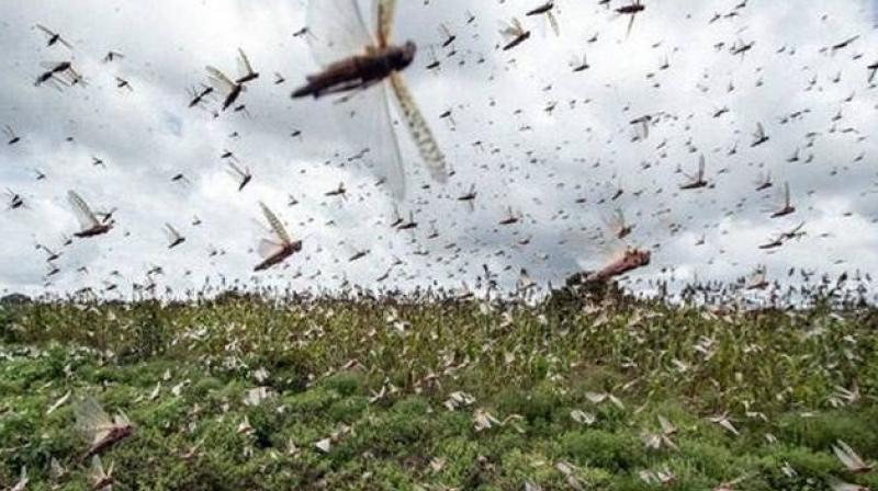 Locust Dal Locust Dal