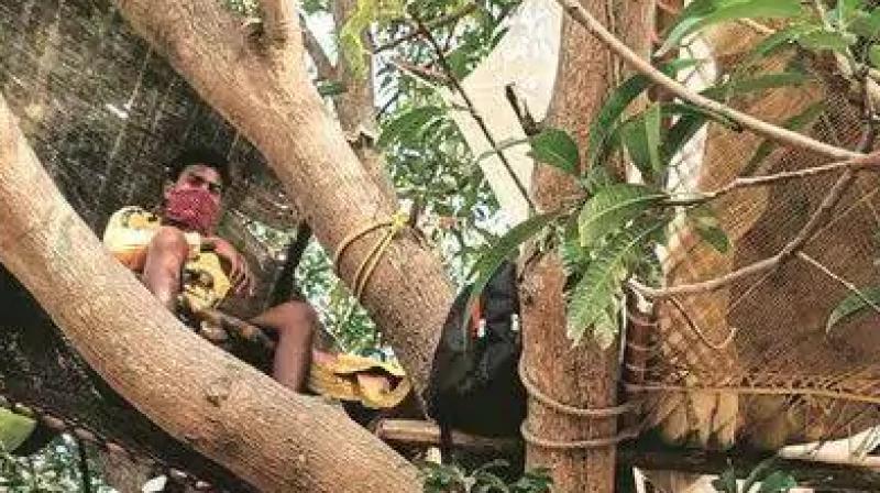Youths quarantined on mango tree in west bengal Youths quarantined on mango tree in west bengal