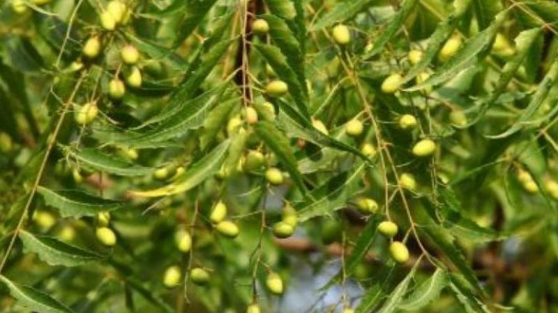 Neem Neem