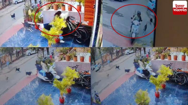Stray dogs hit the girls riding Activa in Chandigarh News in punjabi Stray dogs hit the girls riding Activa in Chandigarh News in punjabi